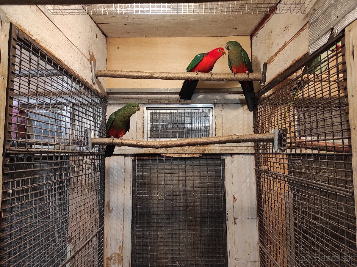 Papagáj kráľovský