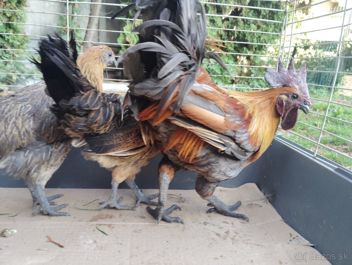 Predám ayam cenami modré červené