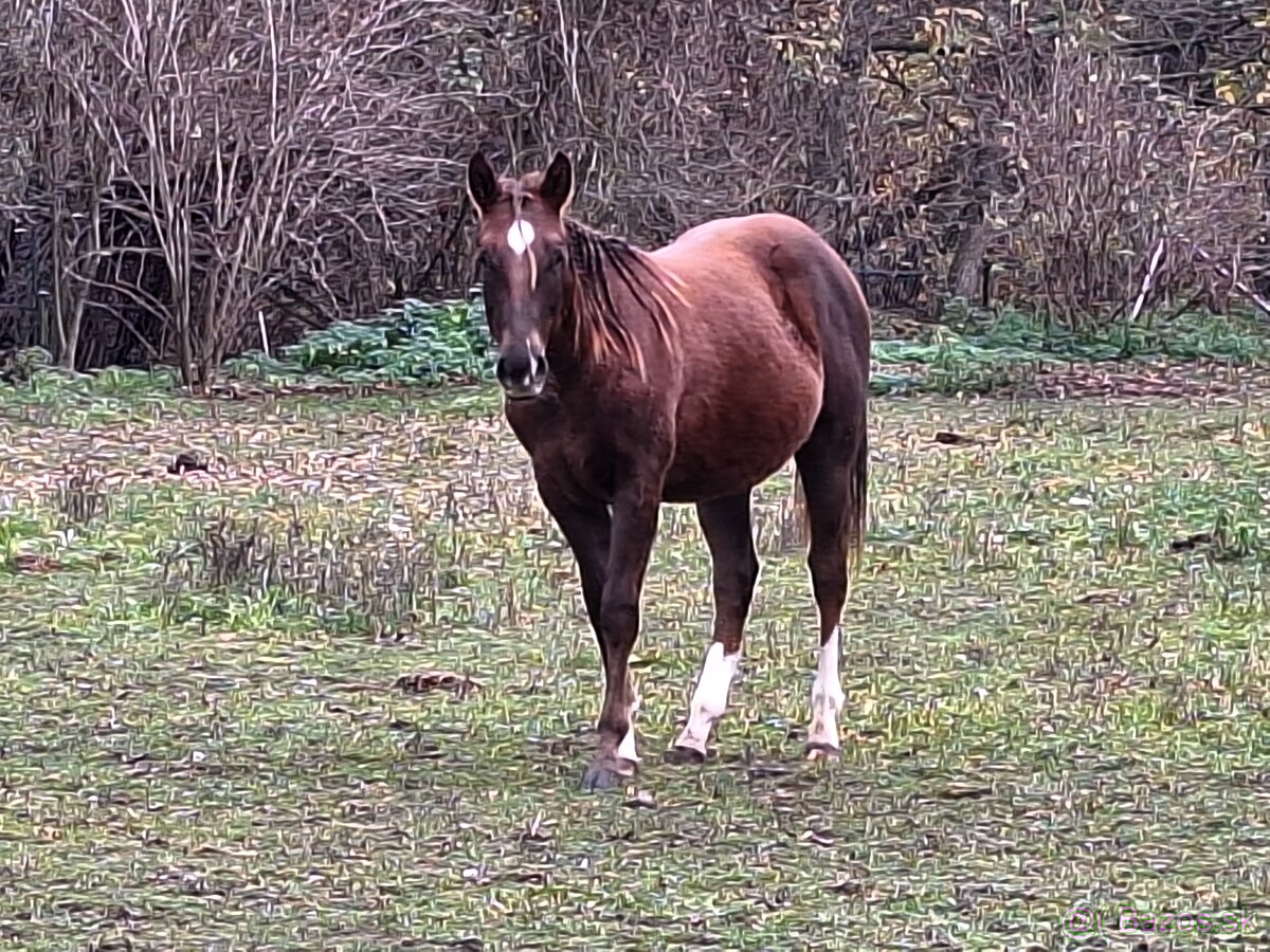 1,5 ročný žrebec AQH po JAC O RIMA