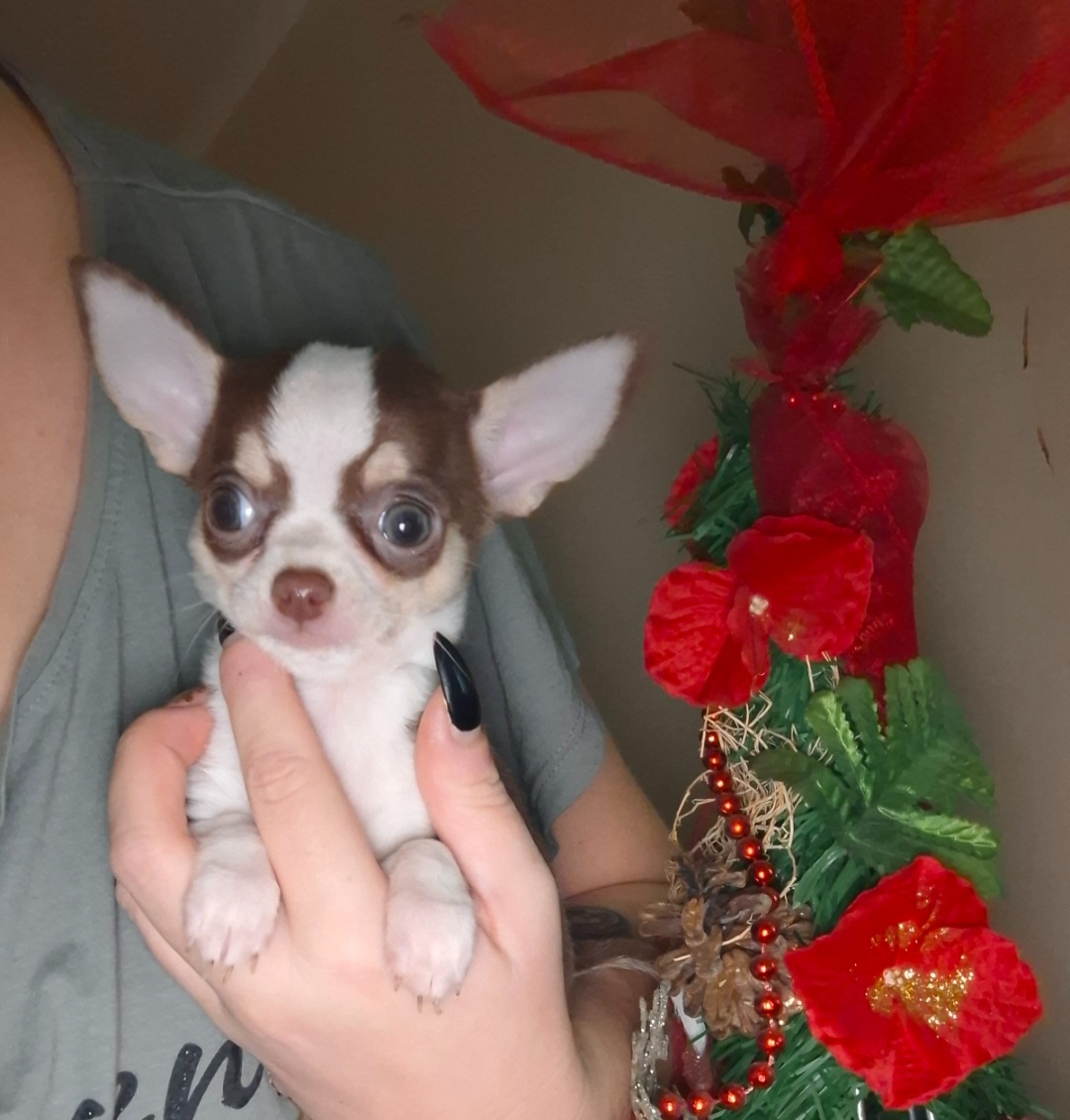 čivava - bračekovia