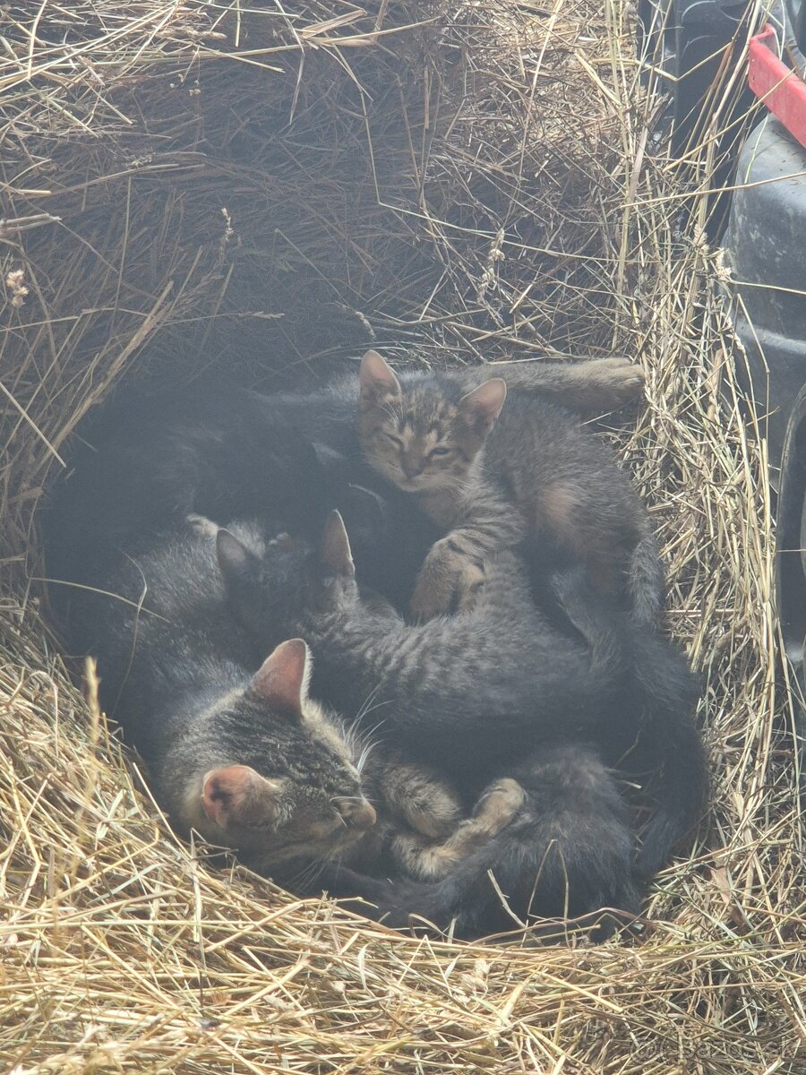Darujem mačiatka