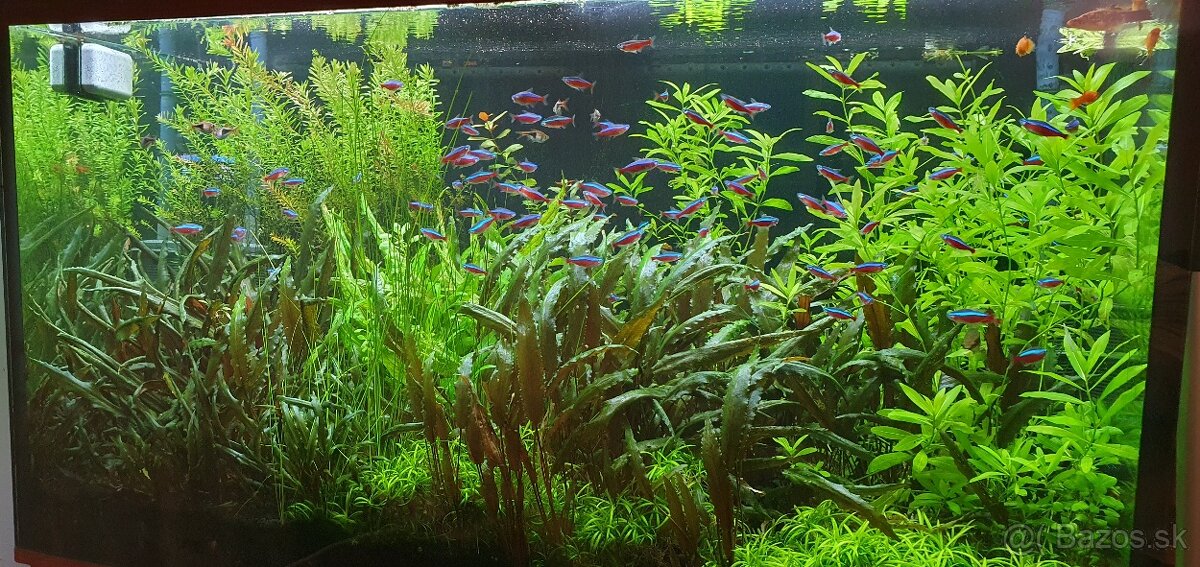 Akvarijné rastliny