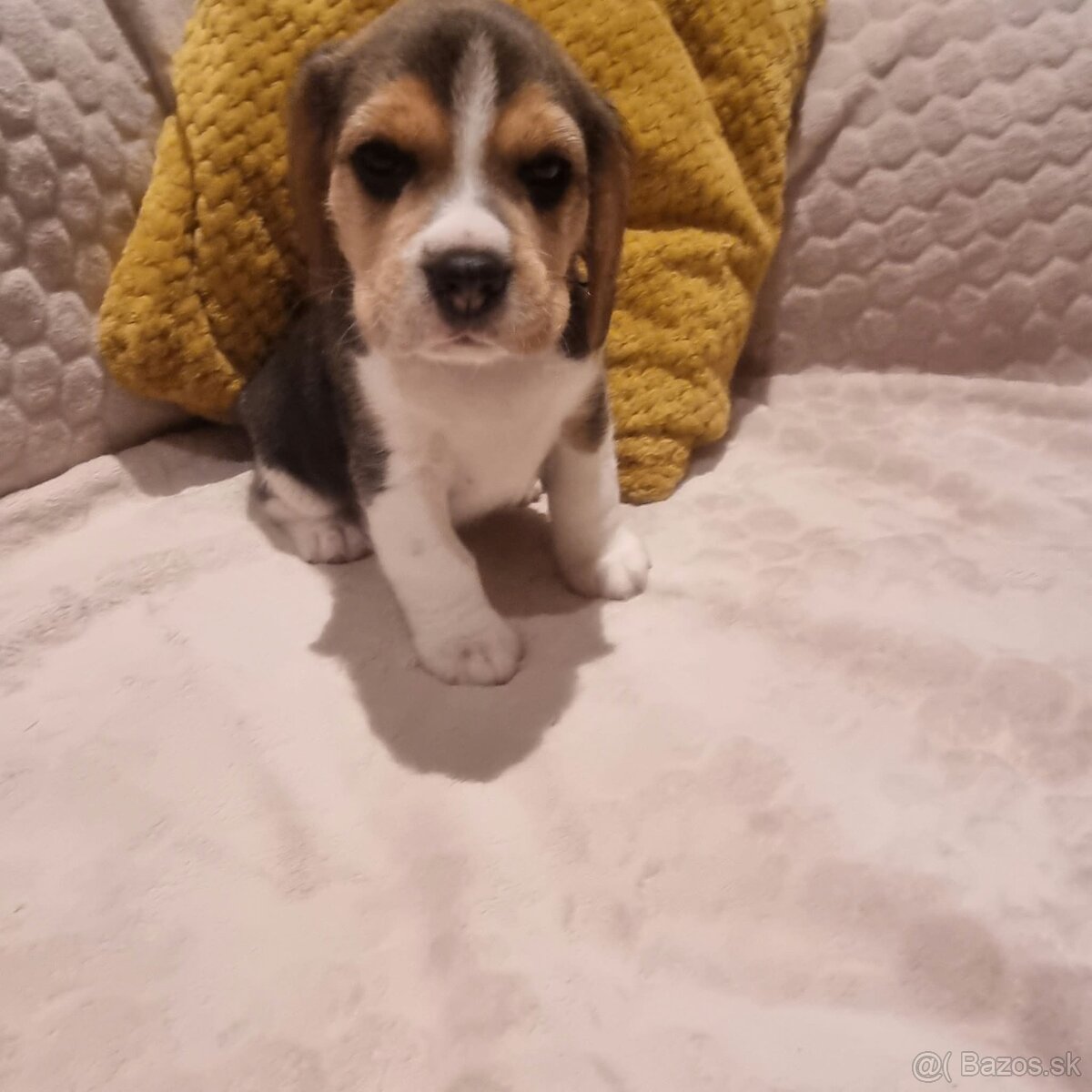 Bígel, Beagle, štěňátka