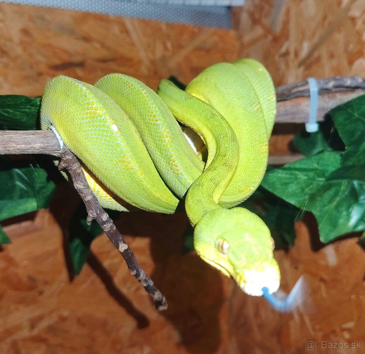 Zeleny stromovy pyton