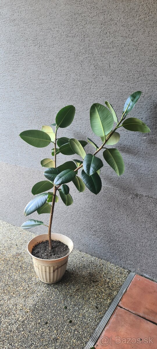 Fikus 100 cm