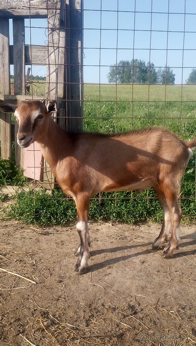 Capko