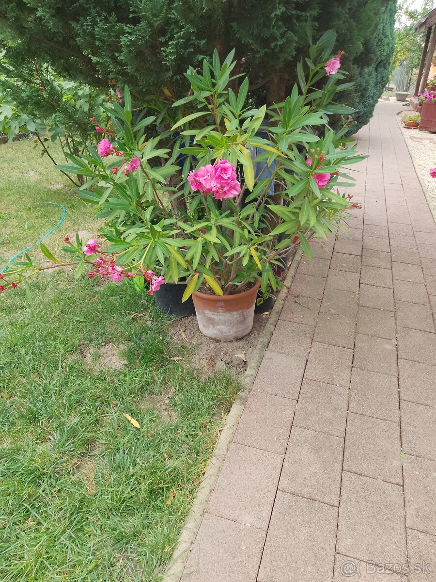 Oleander