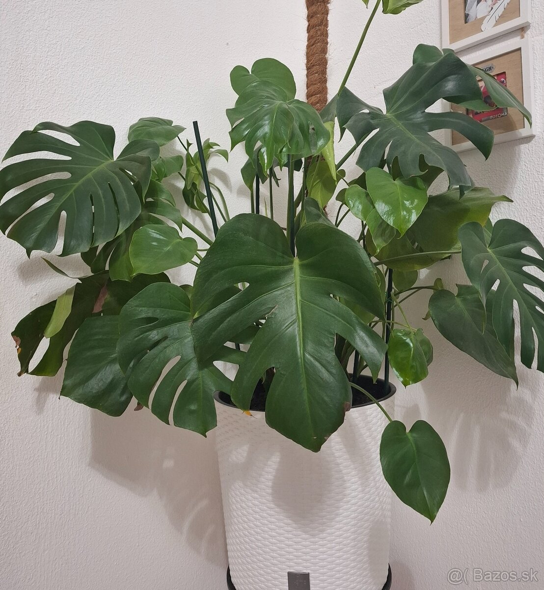 Predám Monstera deliciosa