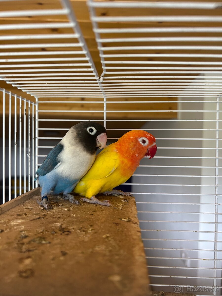 Agapornis