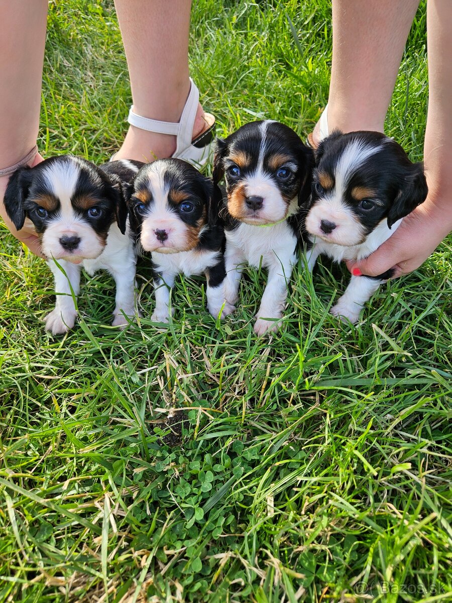 Cavalier Kings Charles