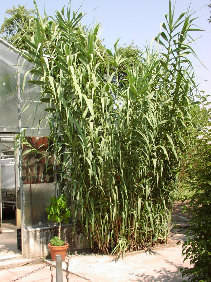 trstina obrovská Aruna Arundo-donax Trsteník