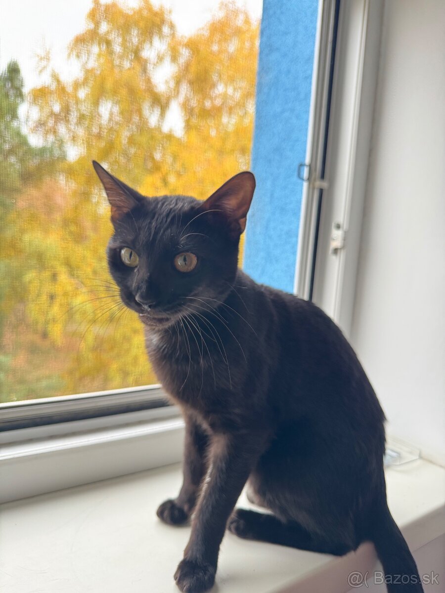 Čistokevná bengalská mačka