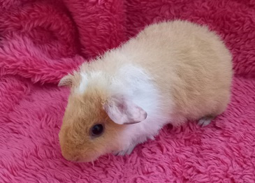 Morské prasiatka US Teddy