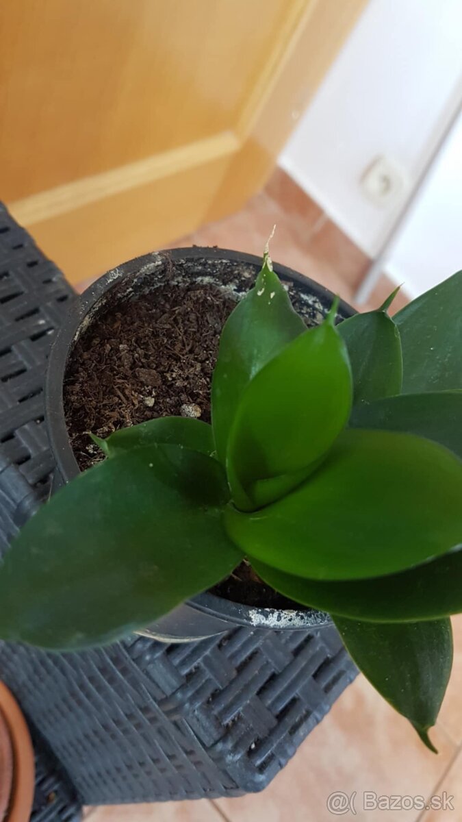 Sansevieria hahni, nízka forma rastu , okrem Boncel (