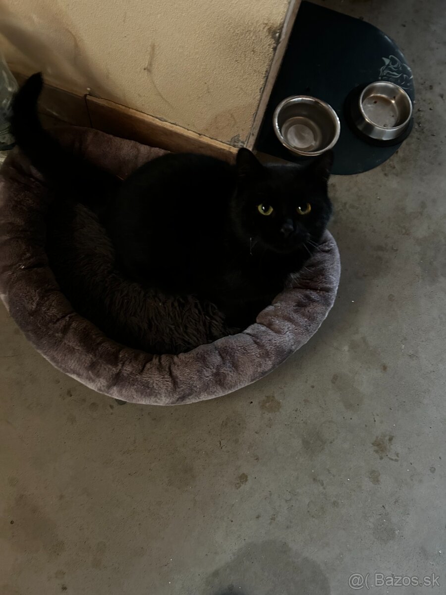 Darujem do dobrý rúk