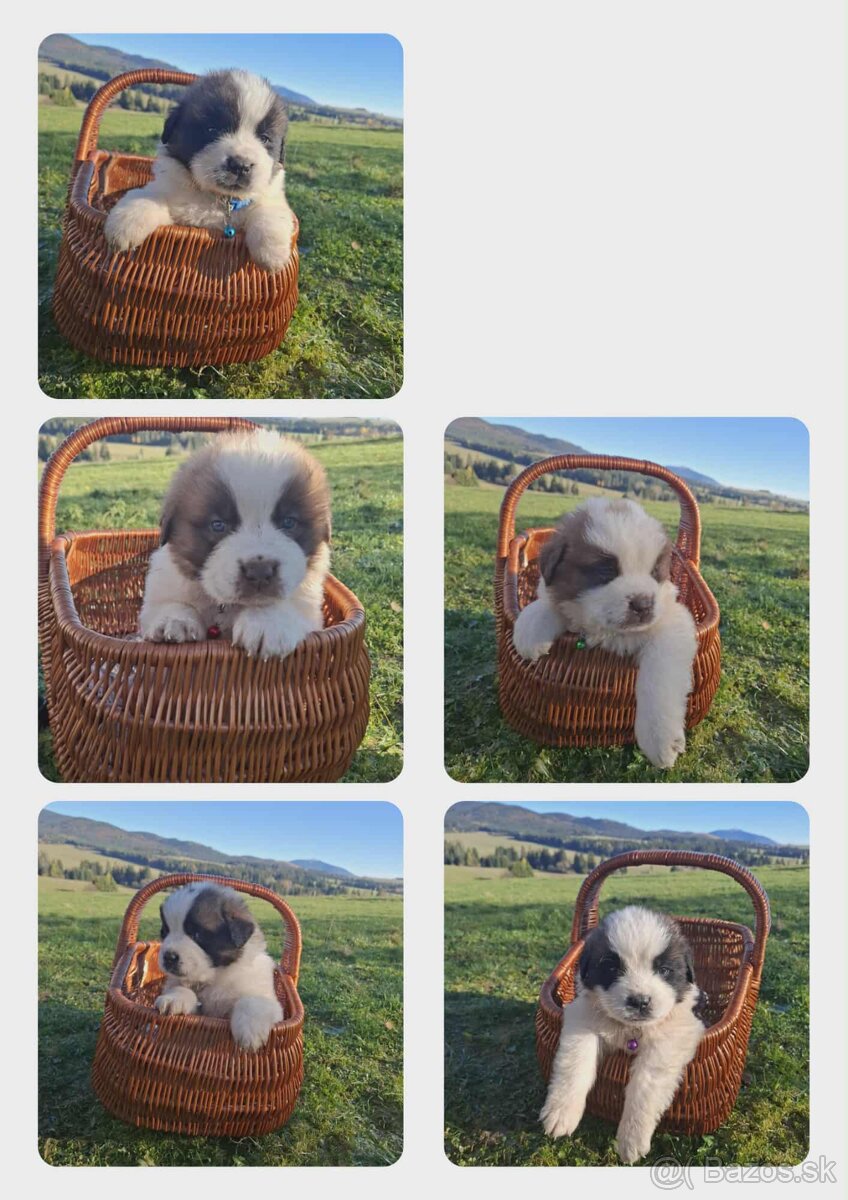 Šteniatka Bernardína