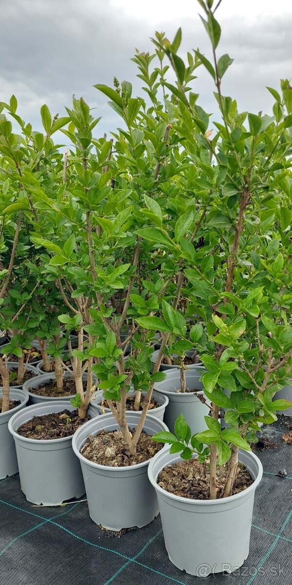 Živý plot na 5 metrov vtáčí zob ligustrum