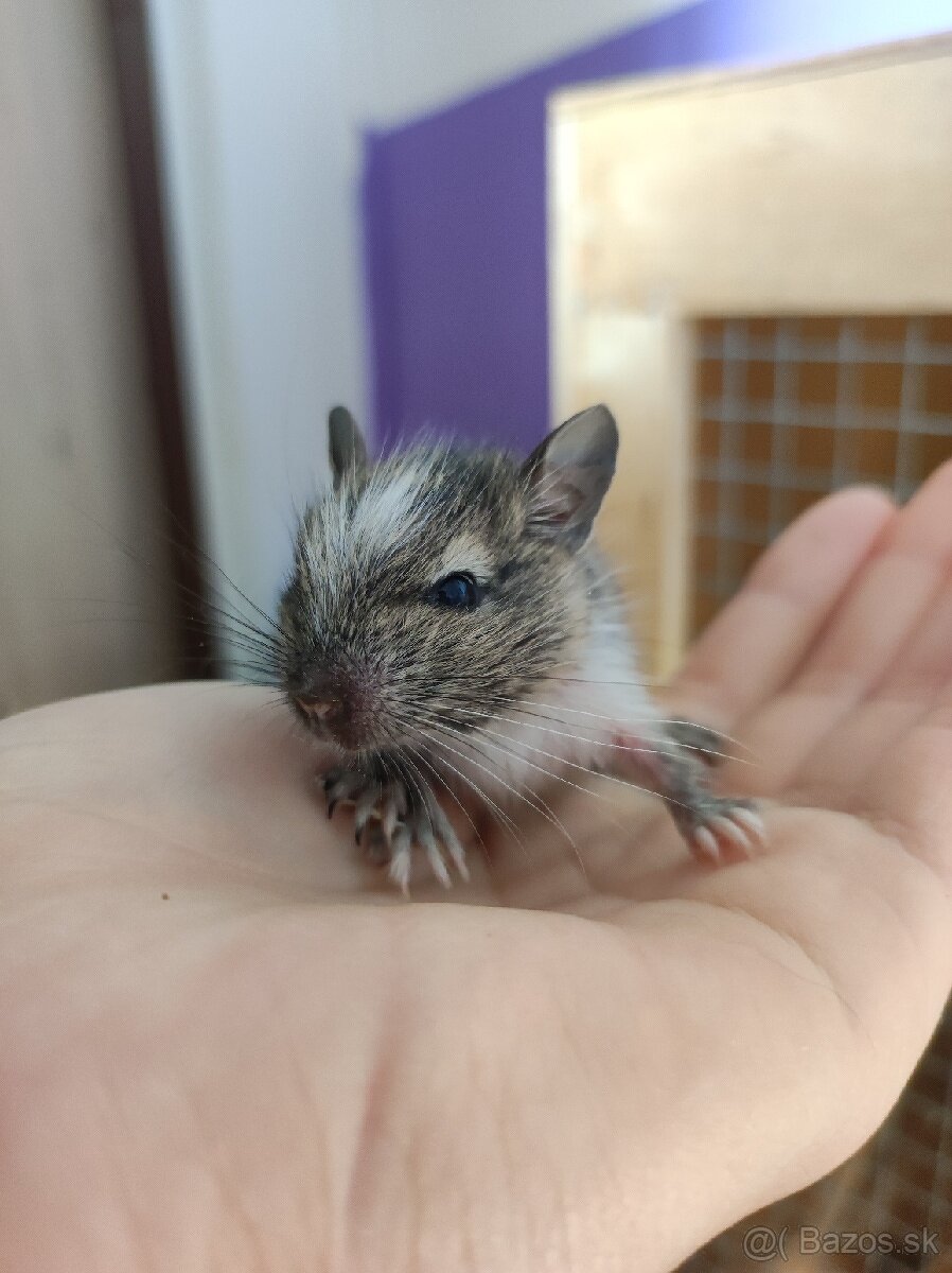 Osmak degu - hľadá domov