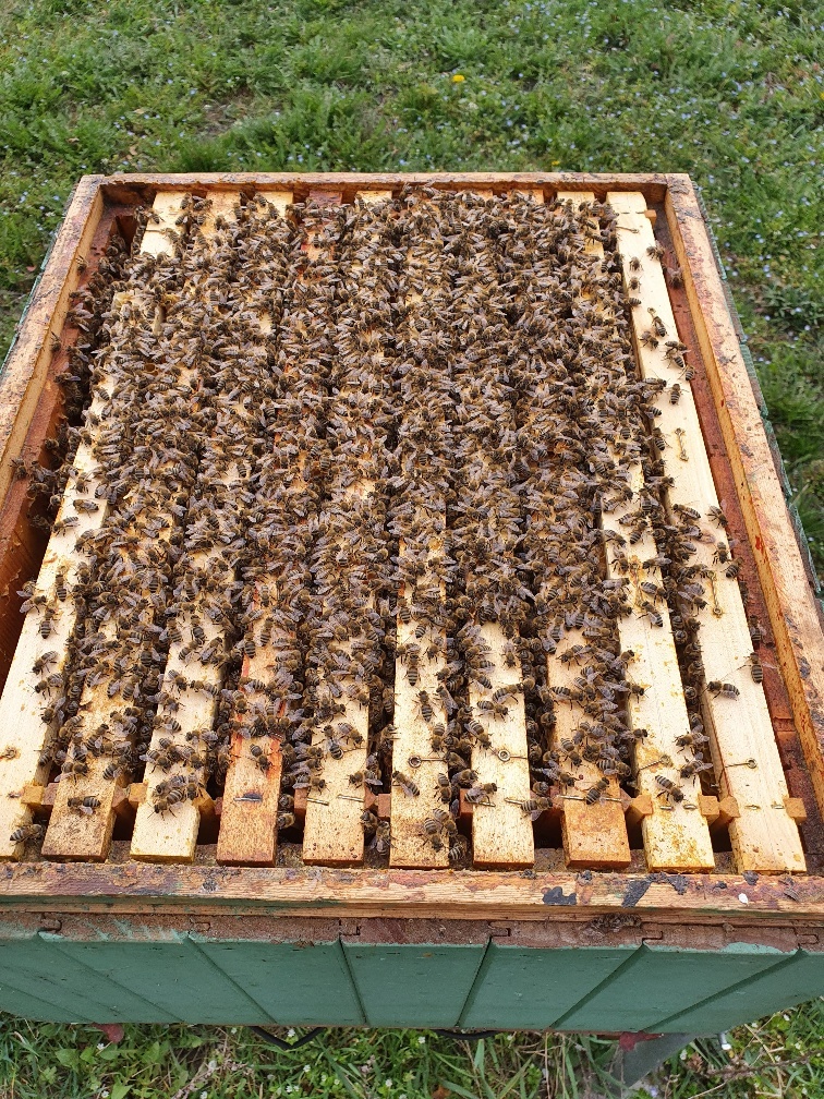 Produkčné včelstvá ,10 rámikové rodiny a odložence