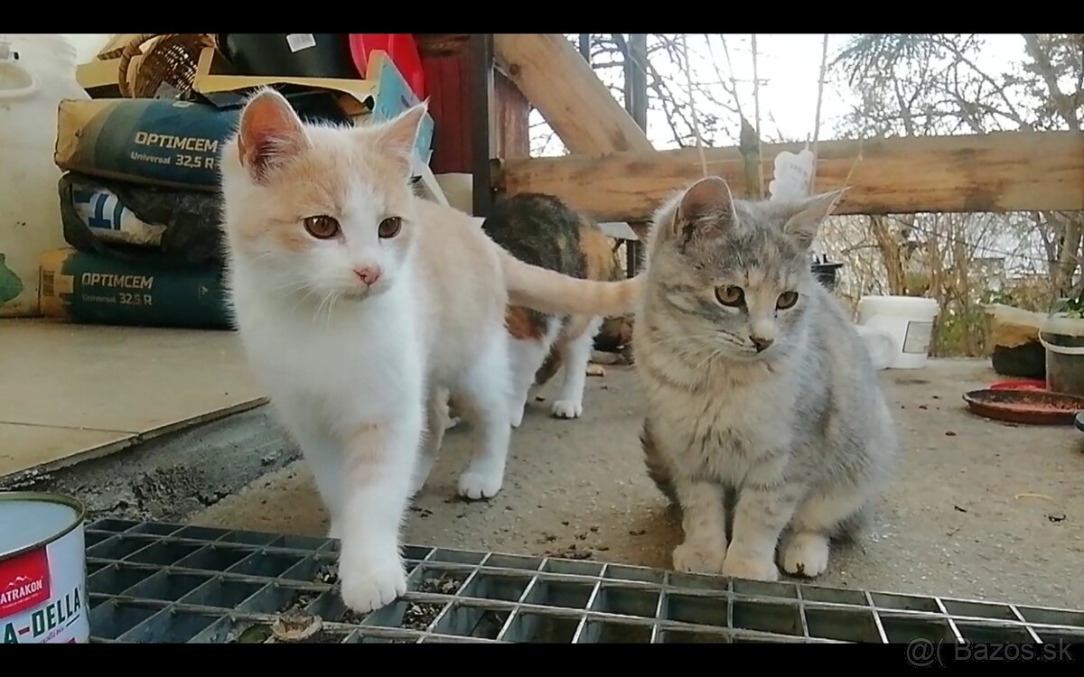 Mačky 7 mesačné dedinské aj darujem.