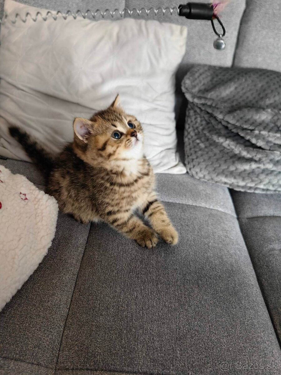 Britský krátkosrstý kocur Black golden tabby
