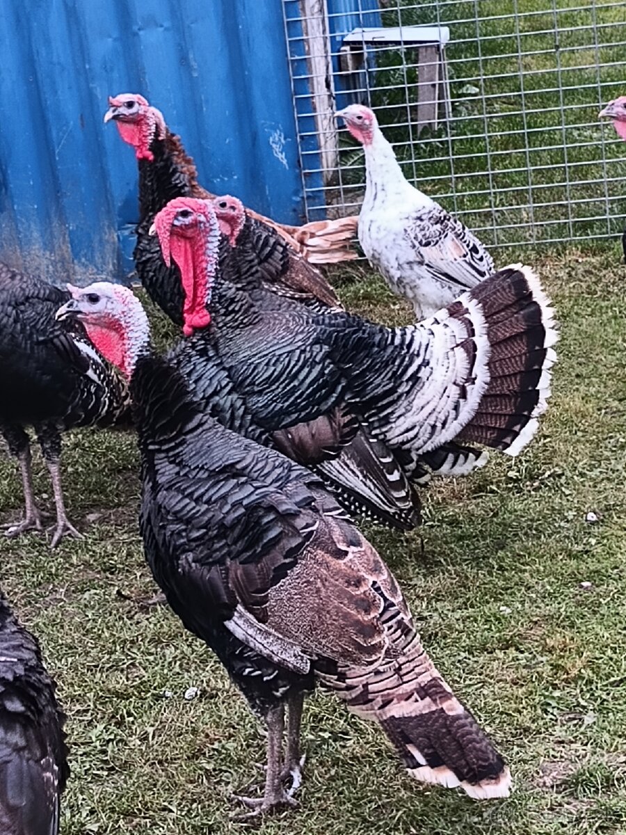 Predám morky bronzové