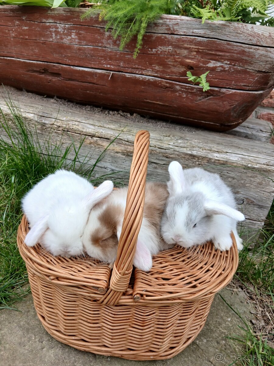 Trpaslíčí / Zakrslý kralik Anglicky minilop