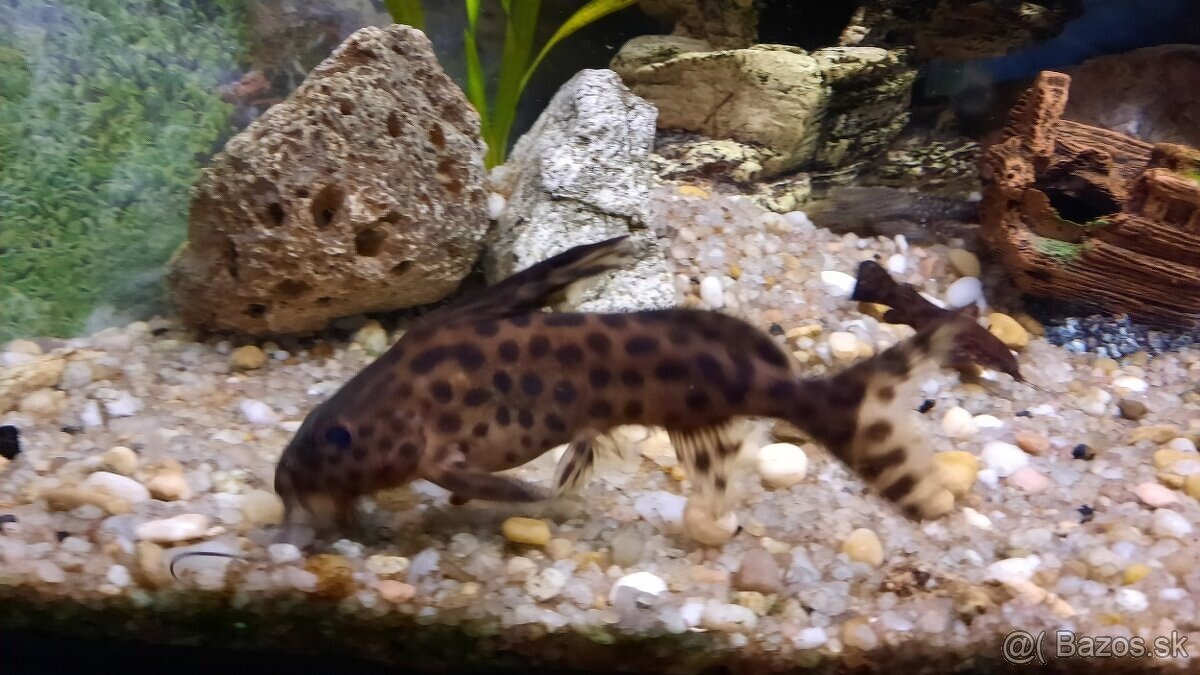 Synodontis a Pancierniček Trinidadský - Megalechis