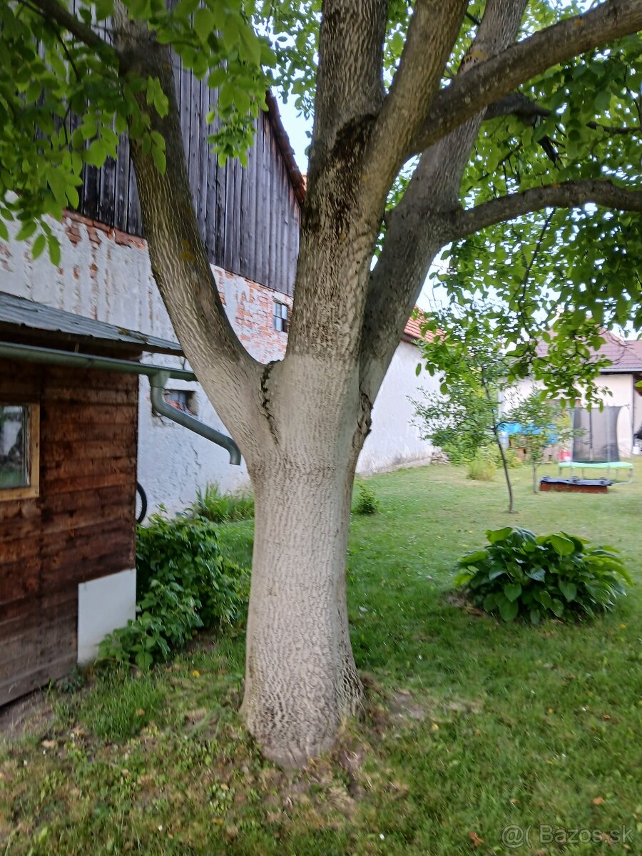 Orechové drevo