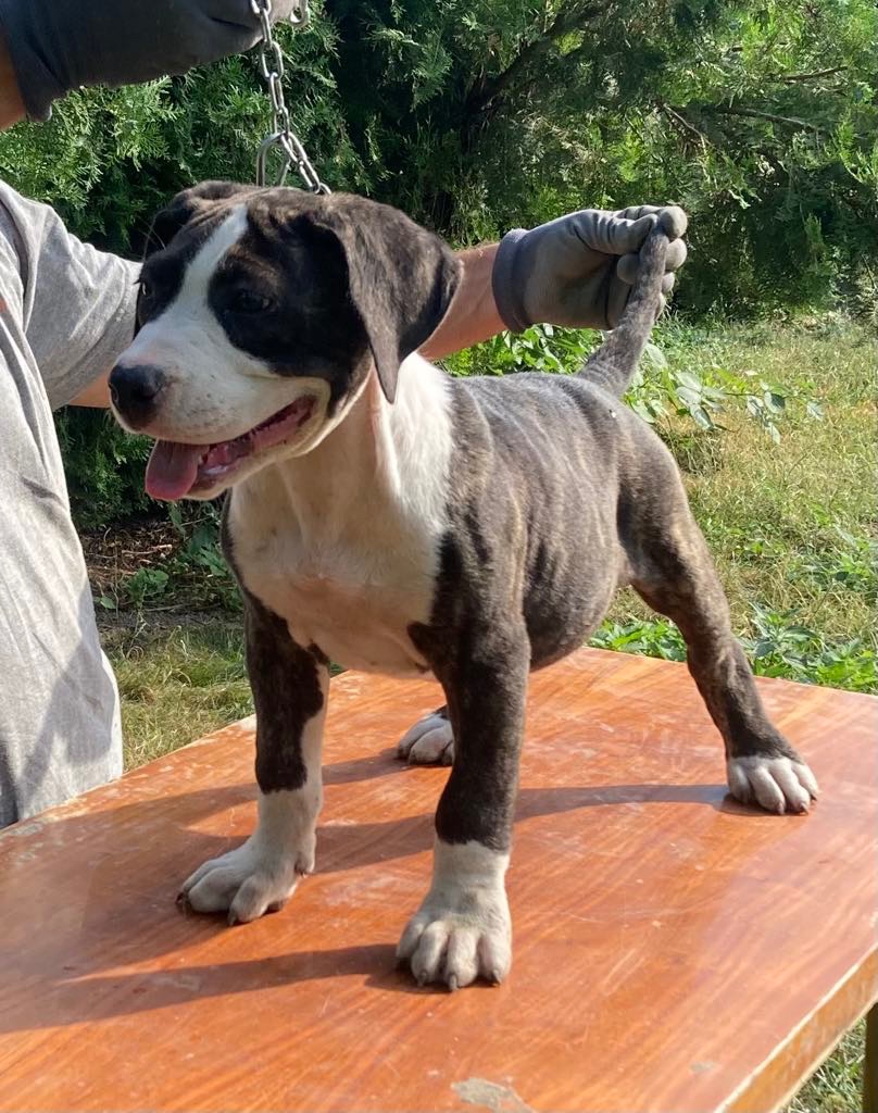 Americky pitbul