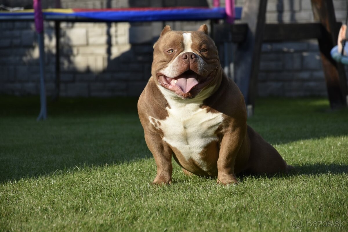 American bully s PP
