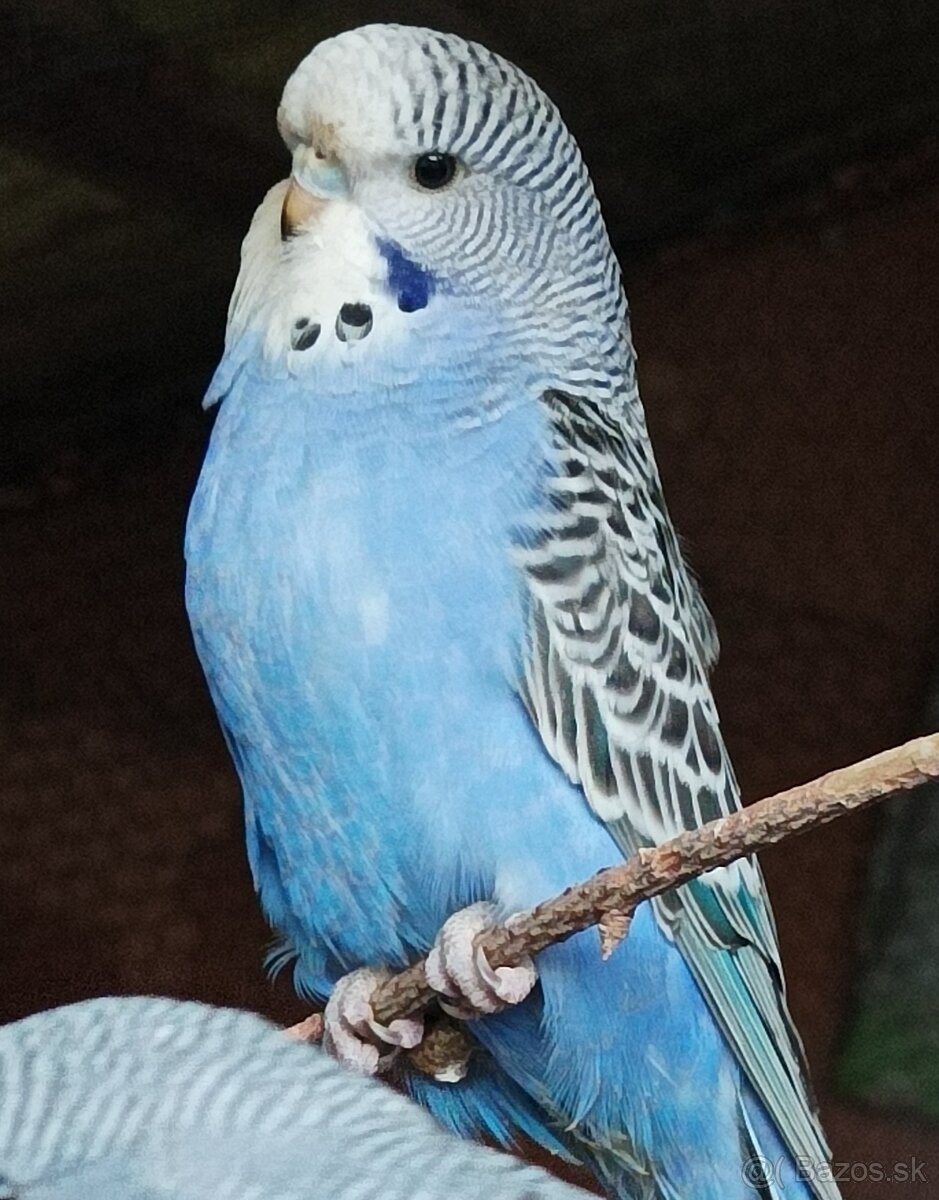 Predám polovystavné andulky