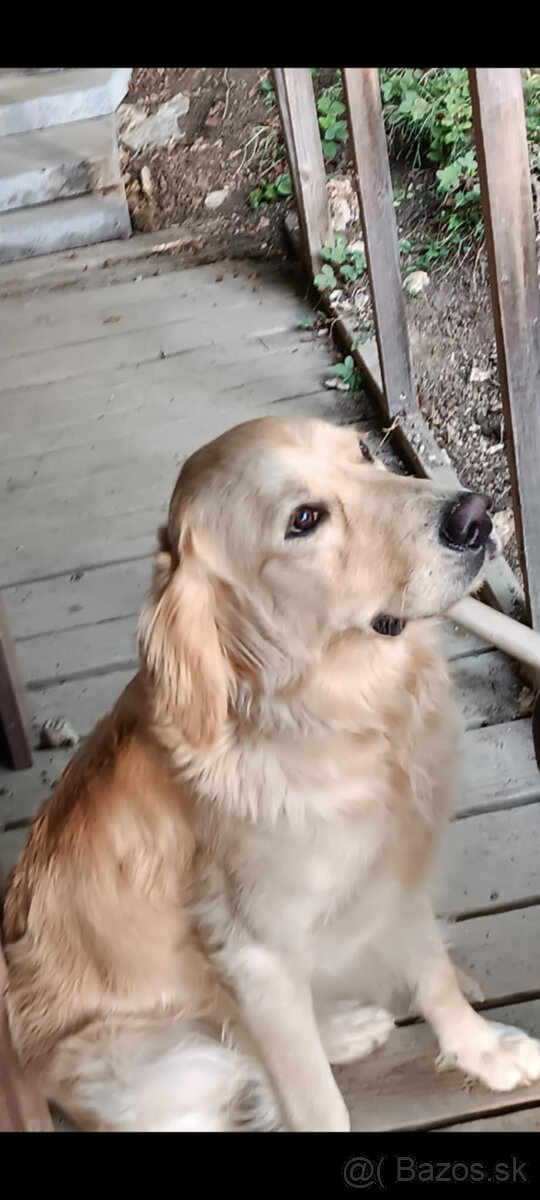 Zlatý retriever