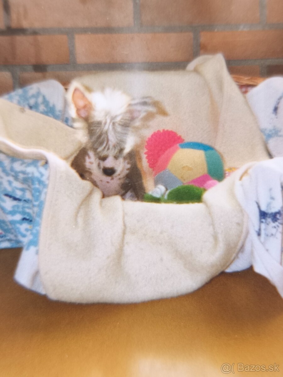 Jorkšírský teriér