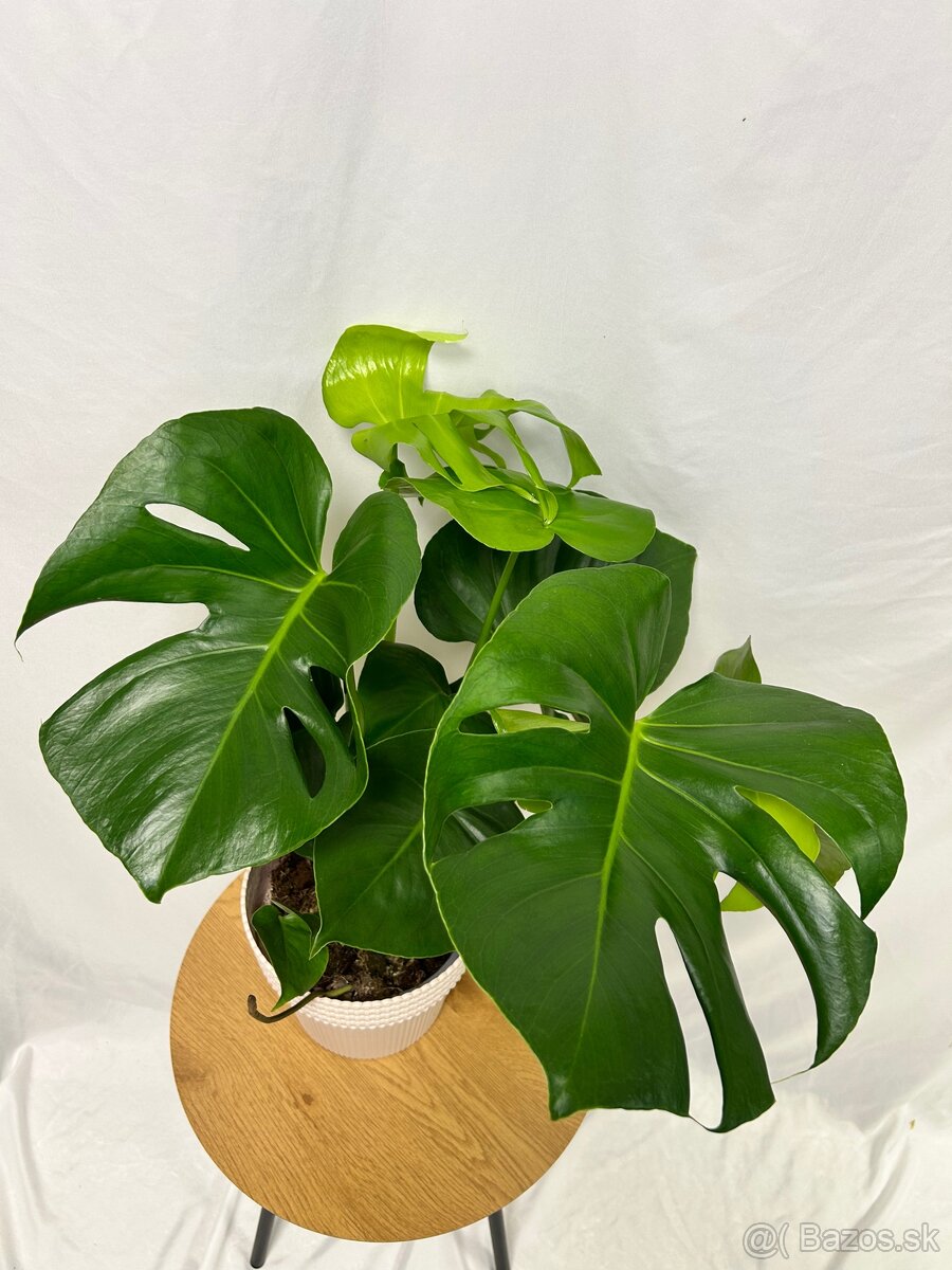 Monstera Deliciosa