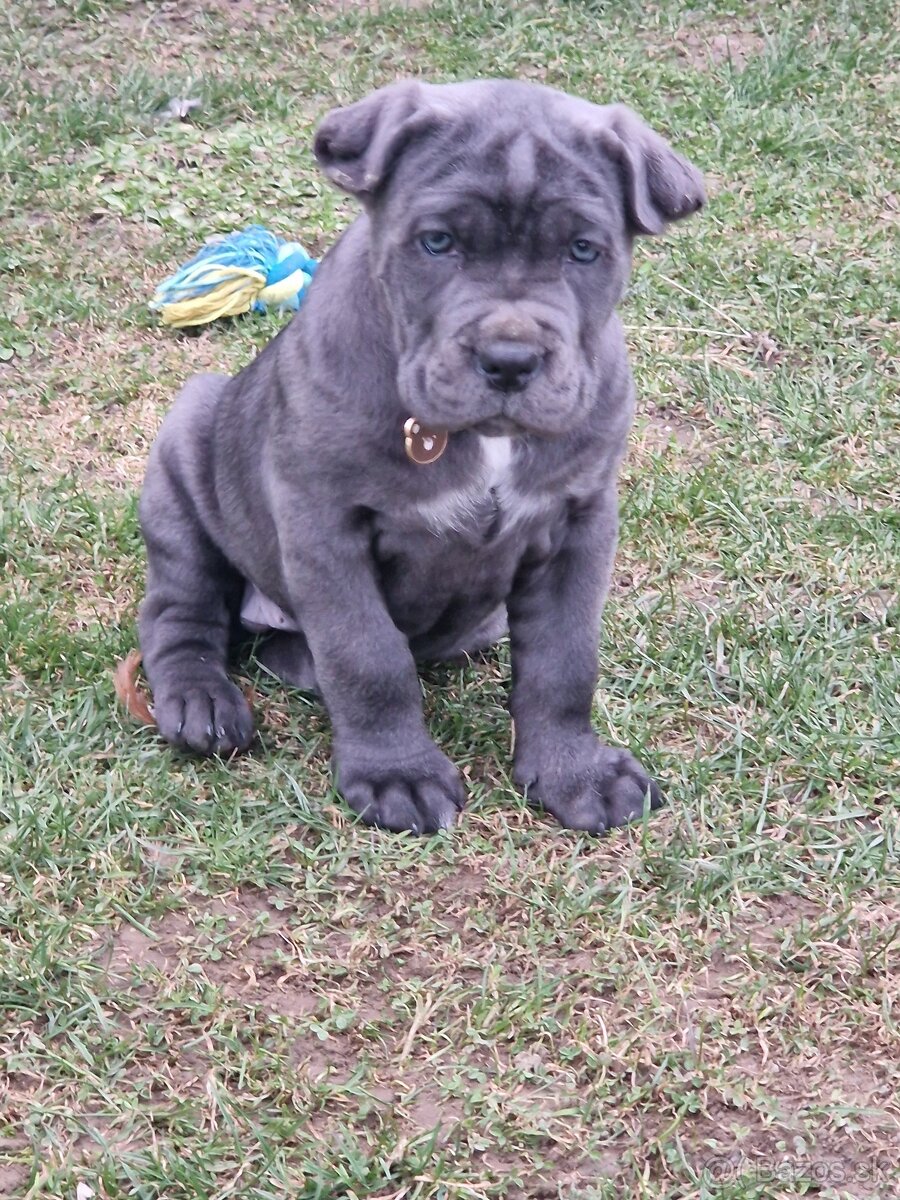 Cane corso