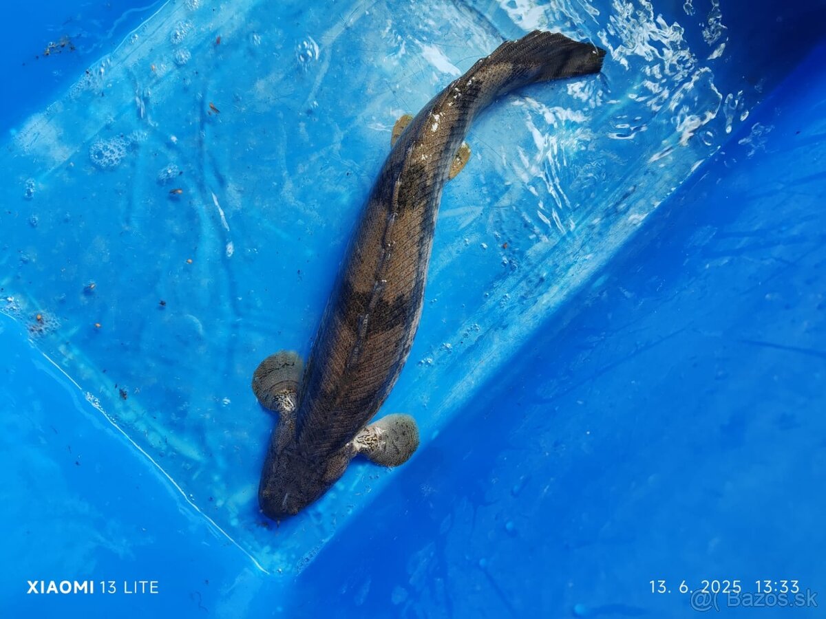 polypterusy