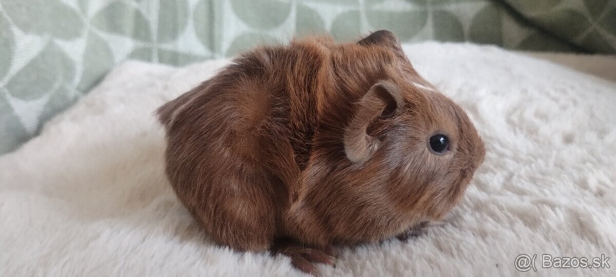 Morciatka