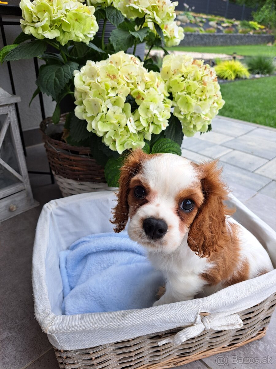Cavalier King Charles fenka
