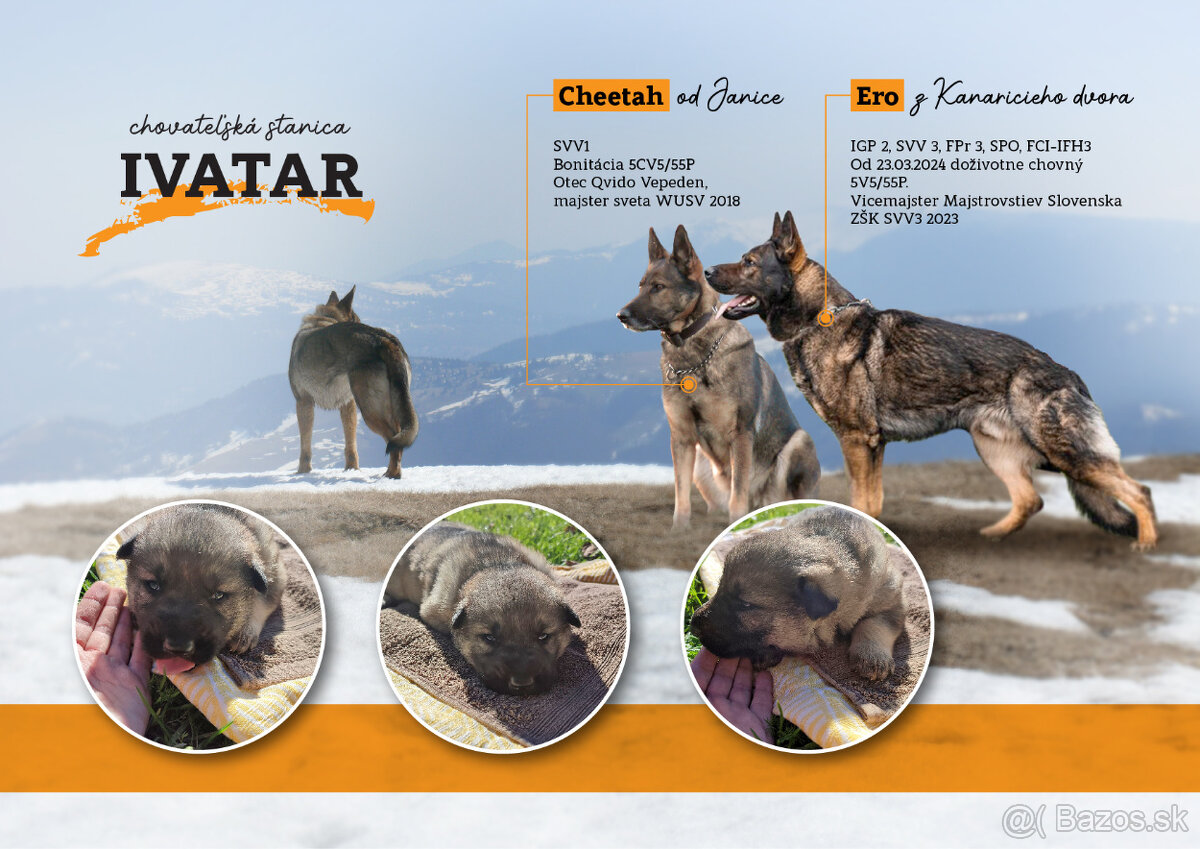 Nemecký ovčiak šteniatka