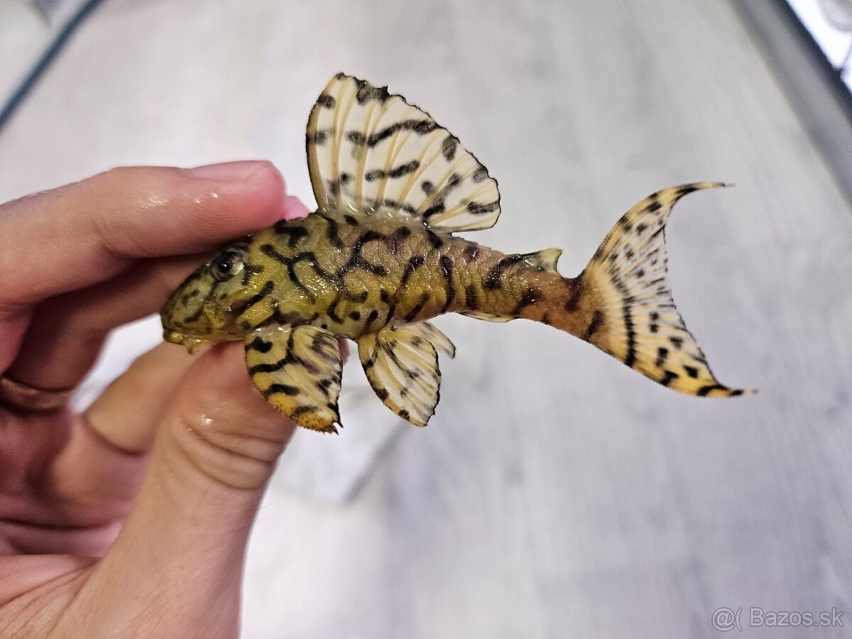 L 236 Super Yellow - chovné páry