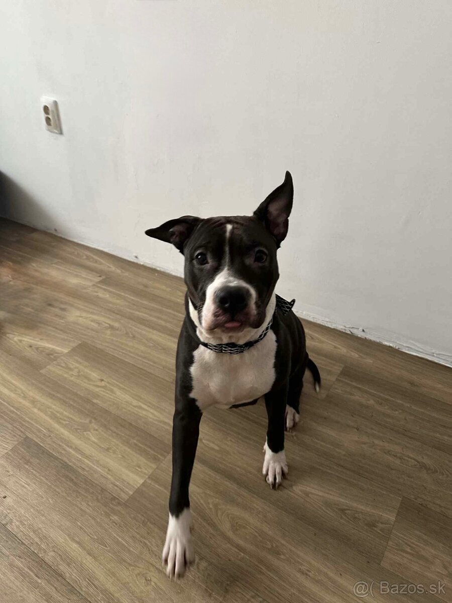 Americký stafordšírsky teriér s pp