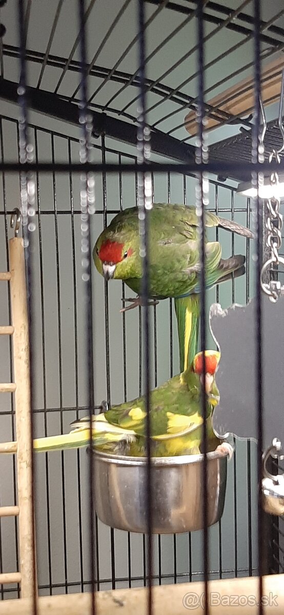 Predám mladé Kakariky