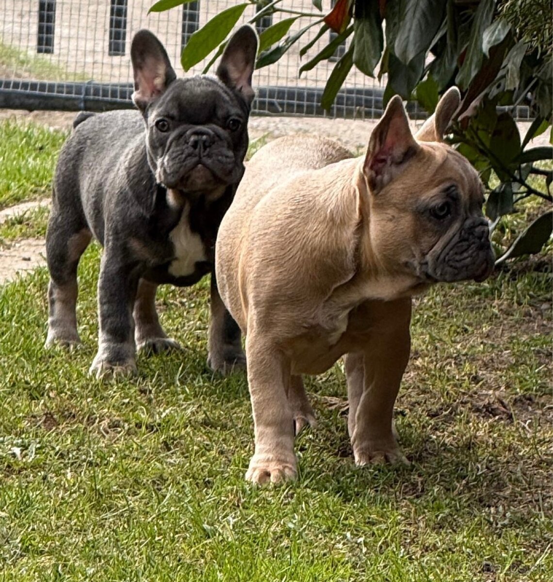 Francúzsky buldoček