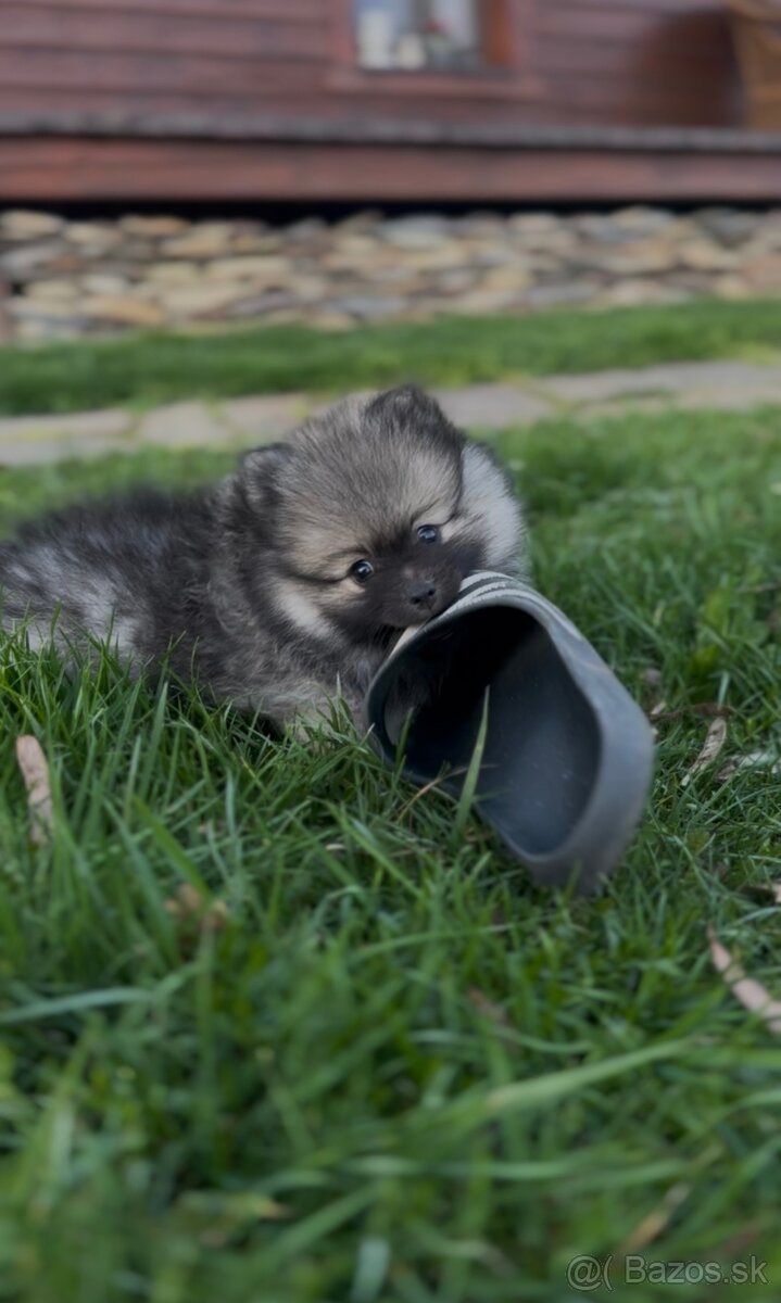 Pomeranian