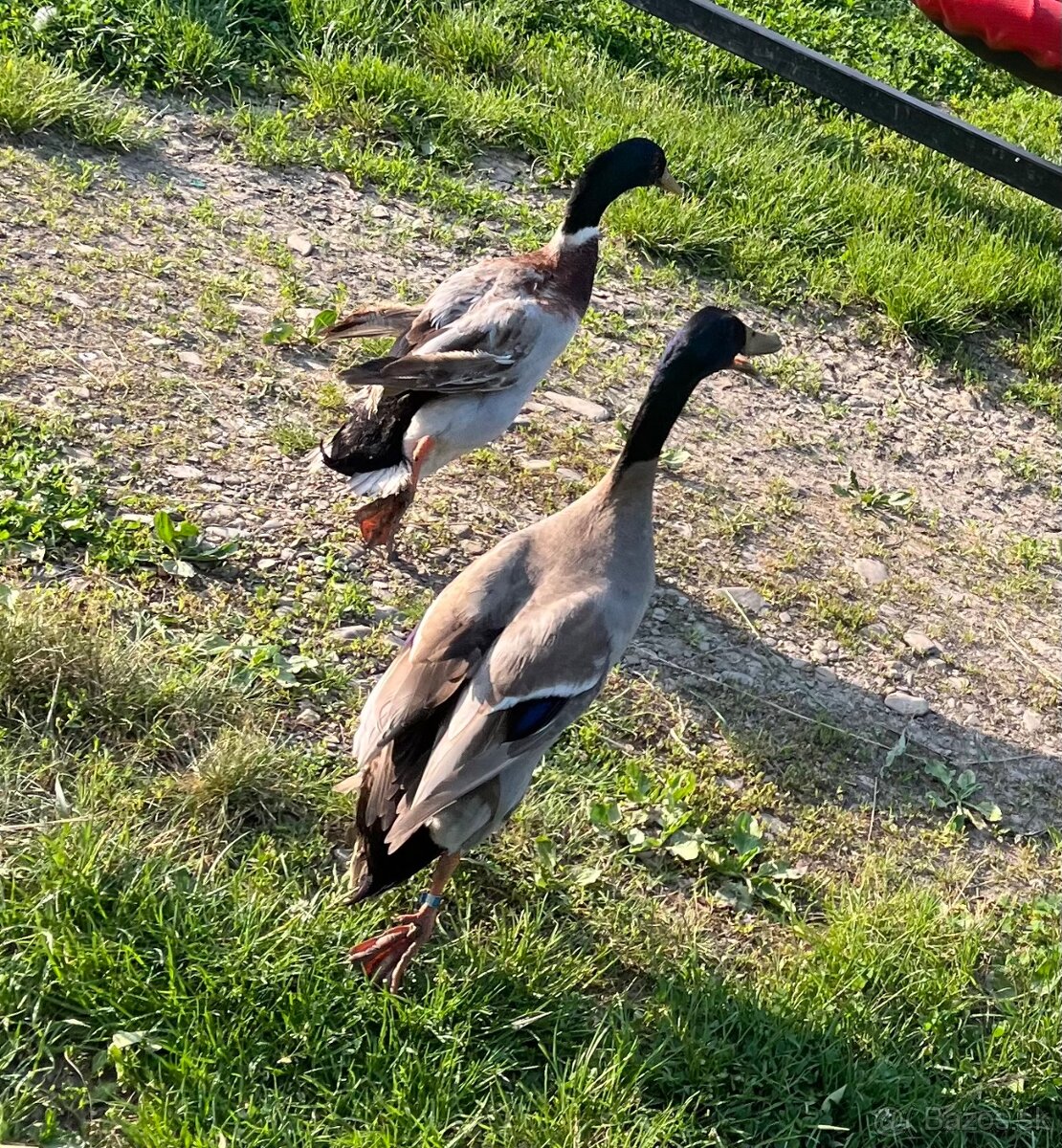 Indicky bezec, indicke bezce