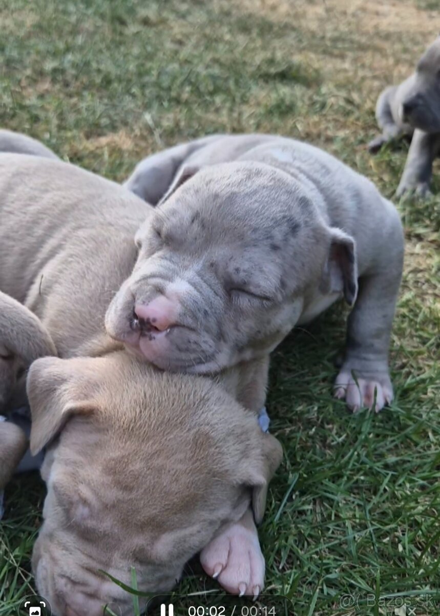American bully xl