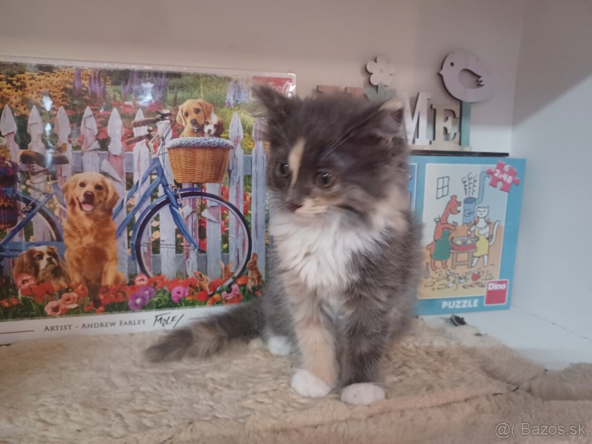Ragdoll mačička