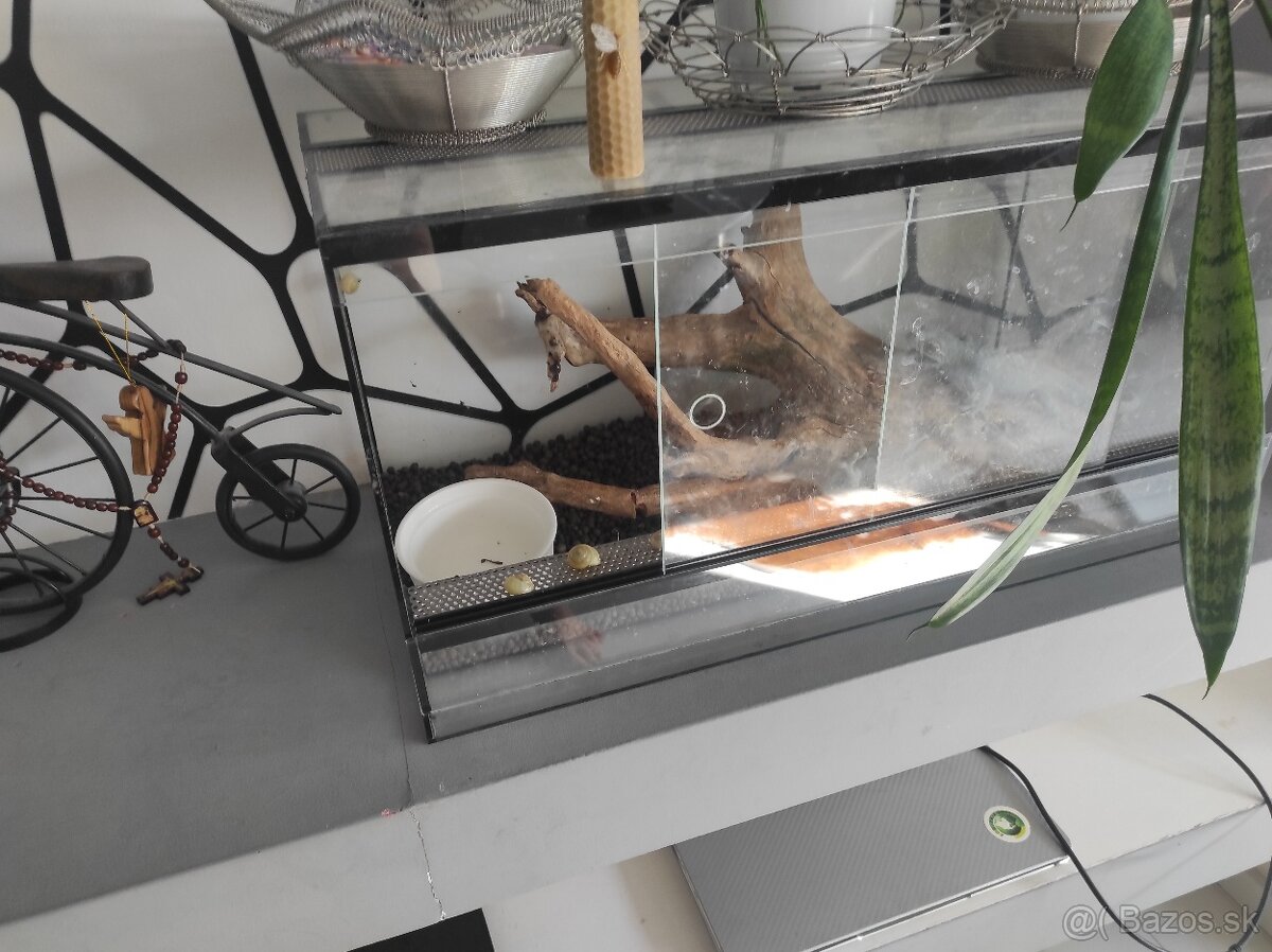 Terarium