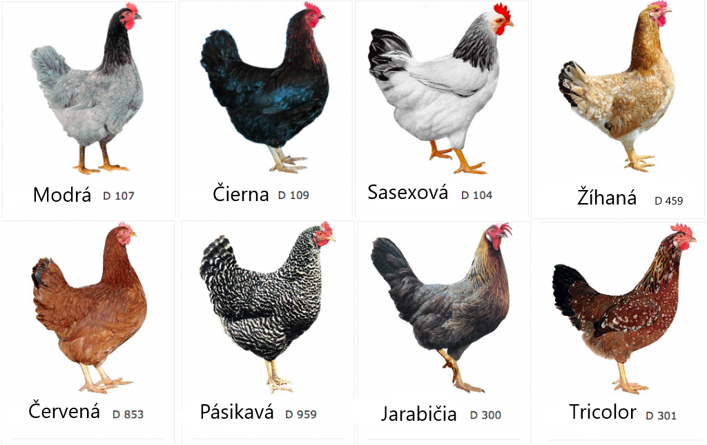 Predaj mladých farebných sliepok.
